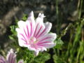 Wilde malve malva sylvestris.jpg