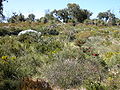 Yanchep National Park wildflowers.JPG