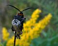 Yellow-collared Scape Moth 2.jpg