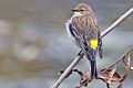 Yellow rumped warbler - natures pics.jpg
