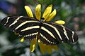 Zebra longwing butterfly.JPG