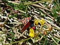 Zygaena fausta Cercles.jpg