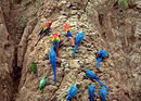Parrots at a clay lick -Tambopata National Reserve, Peru-8b.jpg