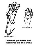 Dessous des pattes avec d'épais coussinets plantaires