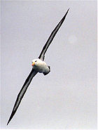 un Albatros à sourcils noirs en vol. On voit le dessous des ailes, blanc avec une large bordure noire.