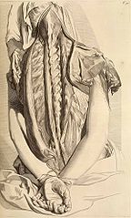Gerard de Lairesse - Planche d'anatomie pour Govert Bidloo.jpg