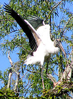 Wood Stork 2.jpg