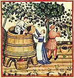 Image montrant les vendanges au XIVe siècle. (taccuino sanitatis)