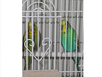 Budgerigars in a cage.jpg