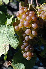 La photographie couleur montre une grappe de raisin bien mûre sur le cep, à demi cachée par une feuille. Les grains sont translucides, partiellement teinté de rosé-doré ; la grappe est prête pour la récolte.