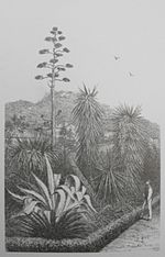 Un homme dans une allée de la pépinière Huber admire un yucca filifera en fleur ainsi que des agaves également en fleur et un cyka.