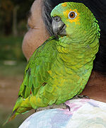 Papagaio (Fêmea) REFON 010907.jpg