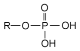Structure chimique d'un groupement phosphate lié à un radical (R)