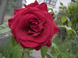 Rose cultivée et  Rose sauvage Rosa canina.