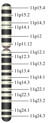 Chromosome 11.svg