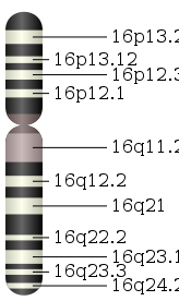 Chromosome 16.svg