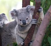 Bébé koala mignon se tenant de face à une branche