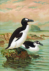 Un grand oiseau avec le dos noir, le ventre blanc et une tache blanche au-dessus de l'œil debout sur un rocher dans l'océan, tandis qu'un oiseau similaire nage en arrière plan, présentant une bande blanche plutôt qu'une tache.
