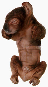 Foetus de koala, de couleur marron, juste avant la naissance