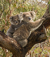 Jeune faisant la moitié de la taille de sa mère, s'agrippant à elle dans son dos. Les deux sont dans une fourche d'eucalyptus