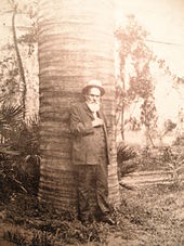 Odoardo Beccari, chapeau, barbe blanche est pris en photo, adossé contre le tronc d'un cocotier du Chili, bras droit replié à mi-buste.