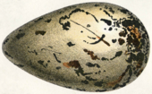Grand œuf en forme de poire, de couleur blanche avec des petites taches brunes plus denses du côté le plus large.