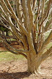 Persian Ironwood Parrotia persica Branches 2000px.jpg