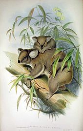 Dessin d'une mère koala sur une branche d'eucalyptus avec son enfant sur le dos