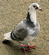Photo d'un pigeon voyageur