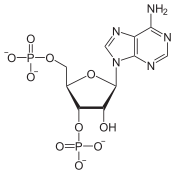 Adenosin-3',5'-bisphosphat.svg