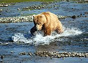 Bear Alaska (2).jpg