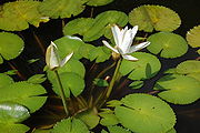 Des fleurs blanches sortant de l'eau sur une tige forte, au dessus des feuilles flottantes vertes