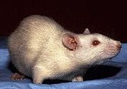 Un rat blanc aux yeux rouges, albinos, vu de profile