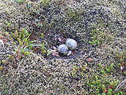 photographie d'un nid de sternes comportant deux œufs. Le nid consiste en un creux dans une surface couverte de mousse, les œufs sont bruns et mouchetés de taches plus foncées