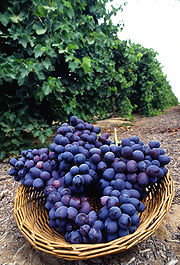 Photographie montrant une corbeille de raisin noir de variété autumn royal.