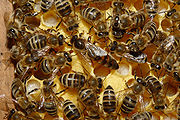 Des abeilles domestiques autour de leur reine, sur un rayon de miel