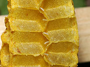 Bienenwabe mit Eiern 39.jpg