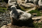 Un gros oisillon d'albatros, recouvert d'une épaisse couche de duvet gris clair, est couché sur son nid (un socle de boue sechée).