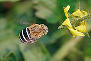 une abeille en vol avec l'abdomen rayé noir et blanc et des yeux aux reflets vert