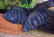 Deux poissons bleus rayés de noir