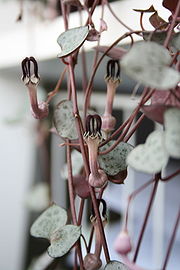 Ceropegia woodii leaves and flowers.jpg