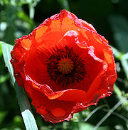 Coquelicot fleur.jpg