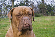 Dogue de Bordeaux serious.jpg