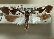 un petit papillon ailes ouvertes, ailes supérieures tachetées de noir et blanc (motif "vache") et ailes inférieures mi-beige, mi-blanches