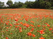 France aude limoux coquelicot.jpg