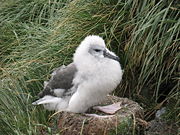 un gros oisillon d'albatros, recouvert d'une importante crinière de duvet blanc, est sur son nid (socle de boue séchée)