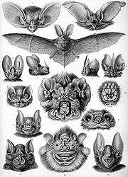 gravure représentant nombreuses têtes de chauves-souris au masque compliqué