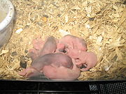 au moins 8 jeunes hamsters de quelques jours dans un cage. Sans poils et les yeux fermés on voit pourtant des nuances de couleur apparaître