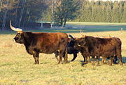 Heck cattle female.jpg