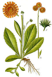 Hieracium aurantiacum Sturm60.jpg